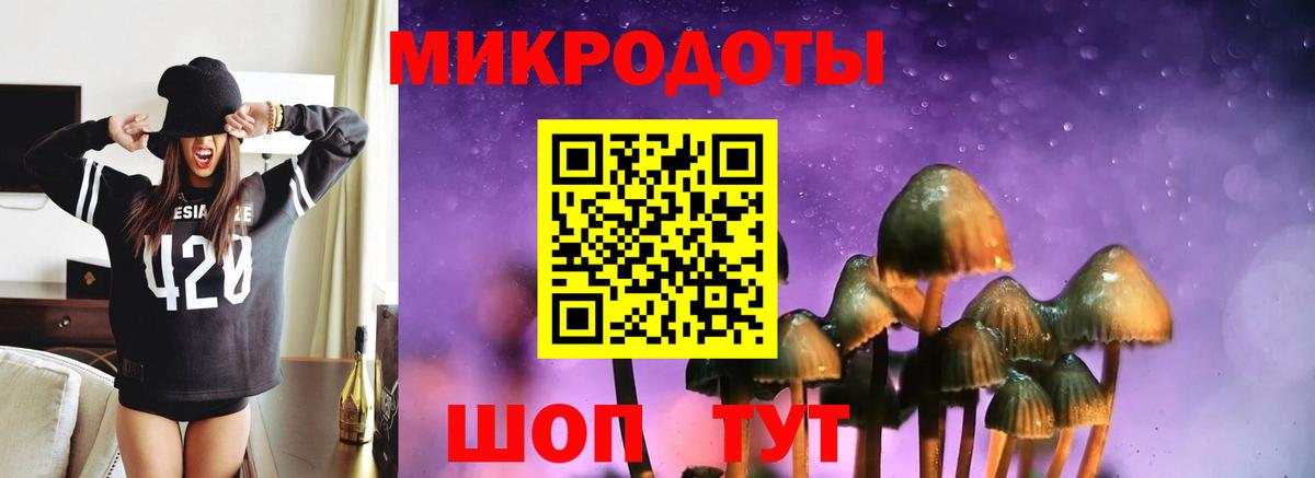 Галлюциногенные грибы Psilocybe Торжок